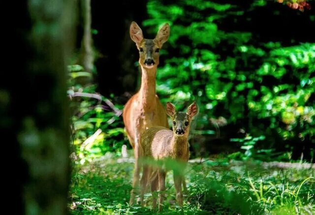 شوکای گیلان؛ تصویری از پویایی جنگل‌های هیرکانی ثبت شد