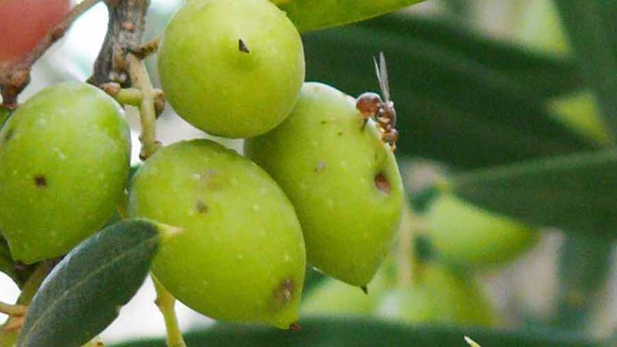 زیتونهای رودبار زیر تهدید آفت مگس/ ۴۵۰۰ هکتار آلوده شدند زیتونهای رودبار زیر تهدید آفت مگس/ ۴۵۰۰ هکتار آلوده شدند