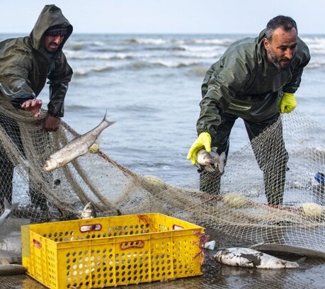 نیمه دوم مهر زمان آغاز فصل صید ماهی‌های استخوانی در مازندران است