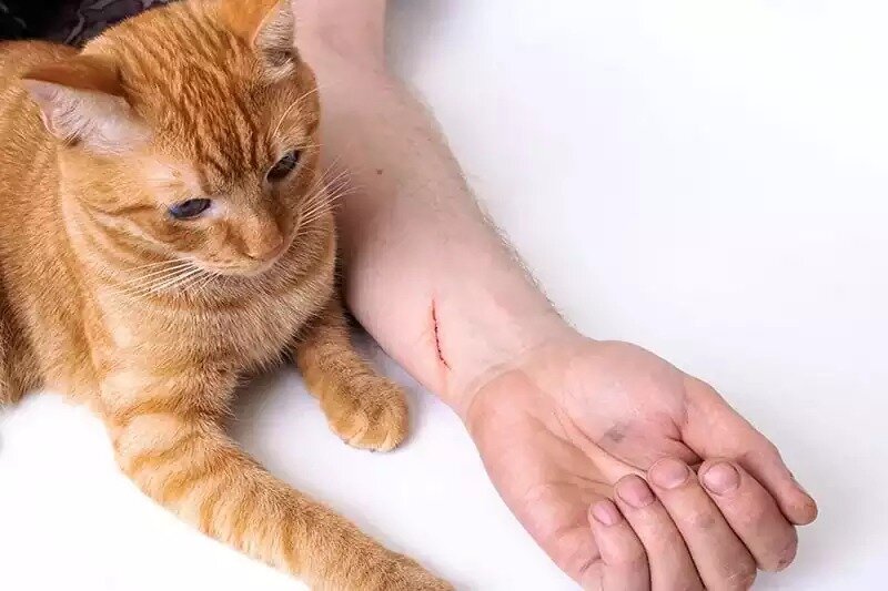 چنگ زدن گربه نیاز به واکسن دارد؟ چنگ زدن گربه نیاز به واکسن دارد؟