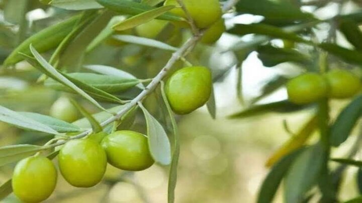 پیش بینی تولید ۱۶ هزار تن زیتون در فارس