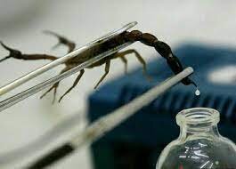 عقرب‌گزیدگی، تهدیدی خاموش برای کودکان و سالمندان