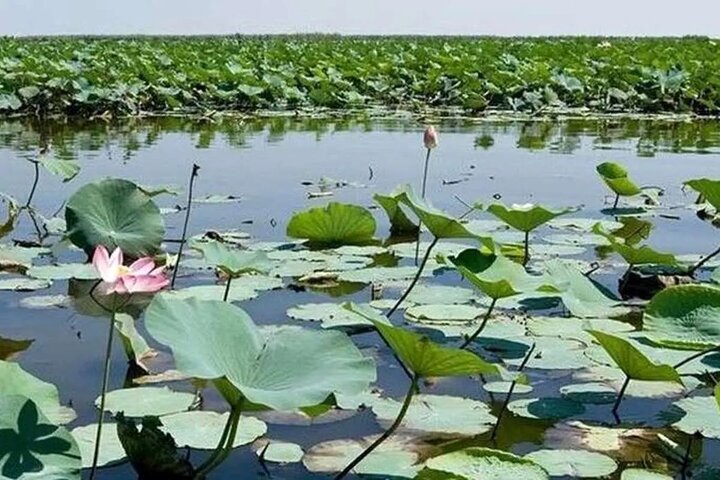 کاهش گسترش سنبل آبی با اعتبار دو میلیاردی شهرداری چاف و چمخاله