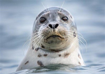 افزایش نگران‌کننده آمار مرگ تنها پستاندار دریای خزر