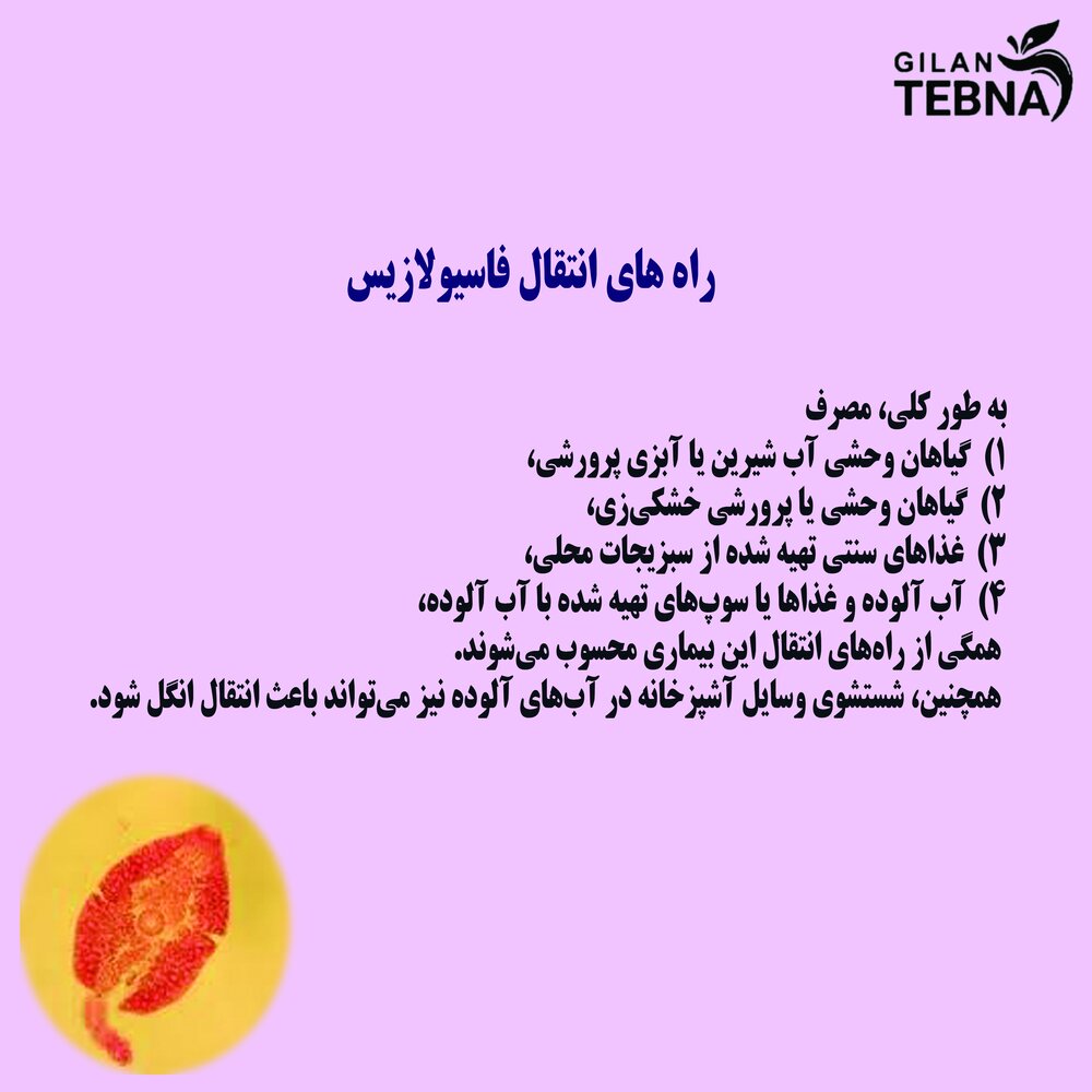 بیماری انگلی شایع در گیلان یا فاسیولازیس