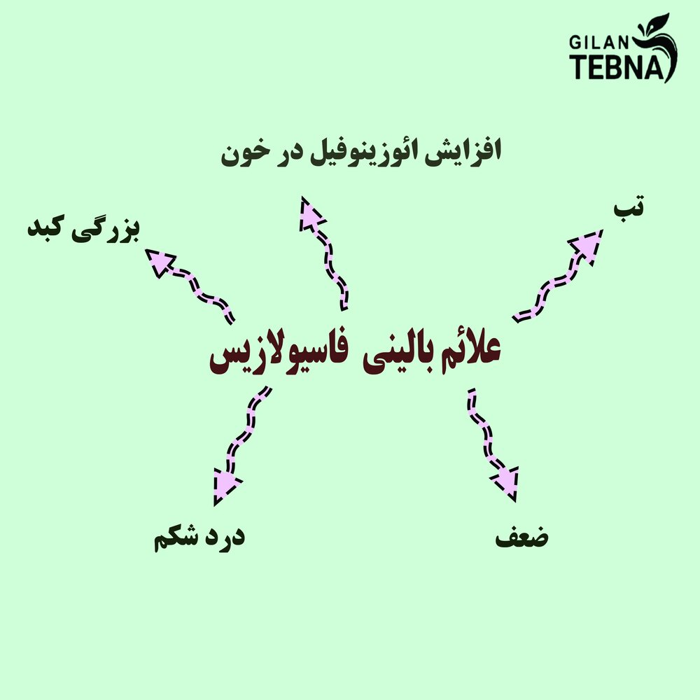 بیماری انگلی شایع در گیلان یا فاسیولازیس