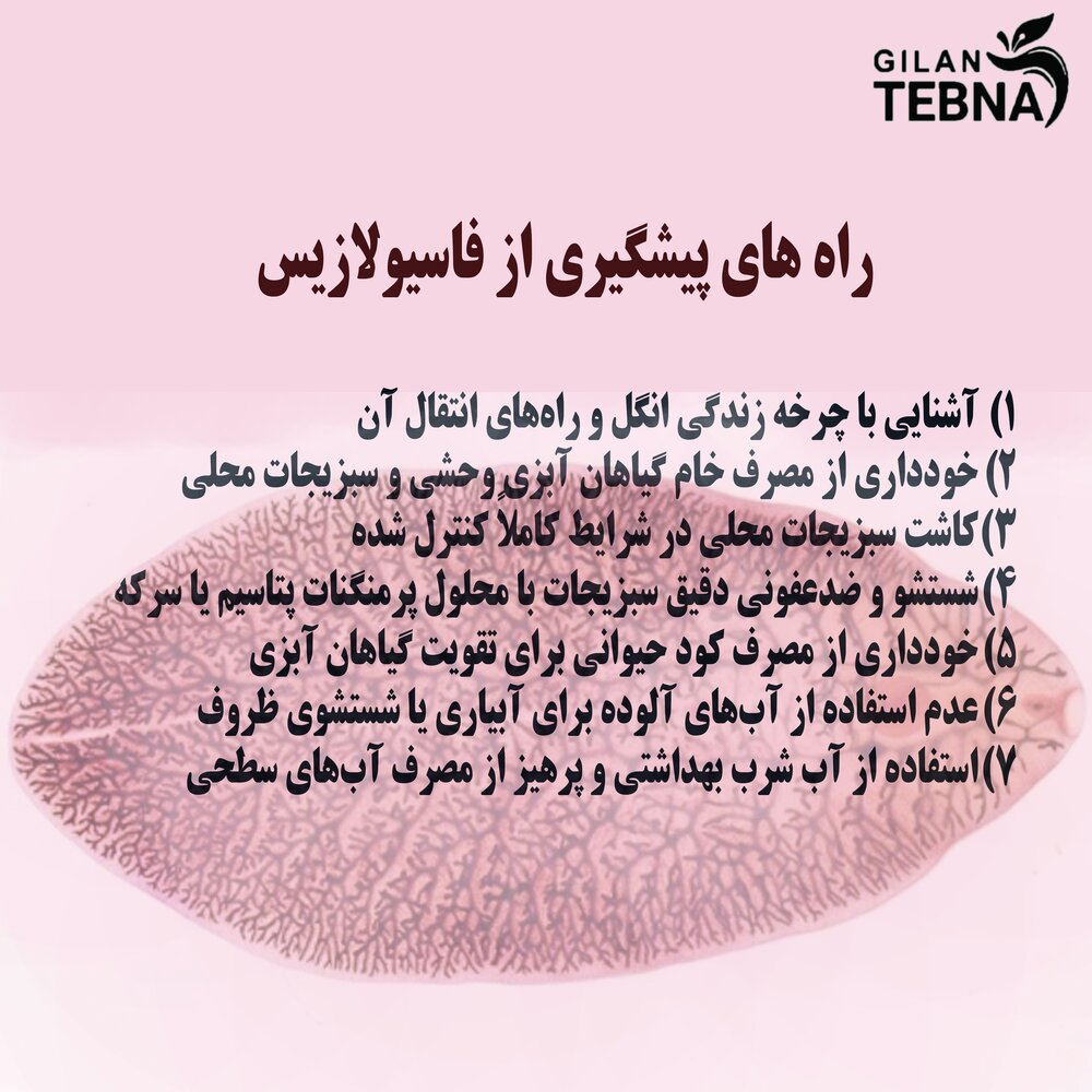 بیماری انگلی شایع در گیلان یا فاسیولازیس