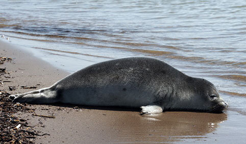 هشدار محیط زیست گیلان درباره تماس با لاشه فوک‌های خزری