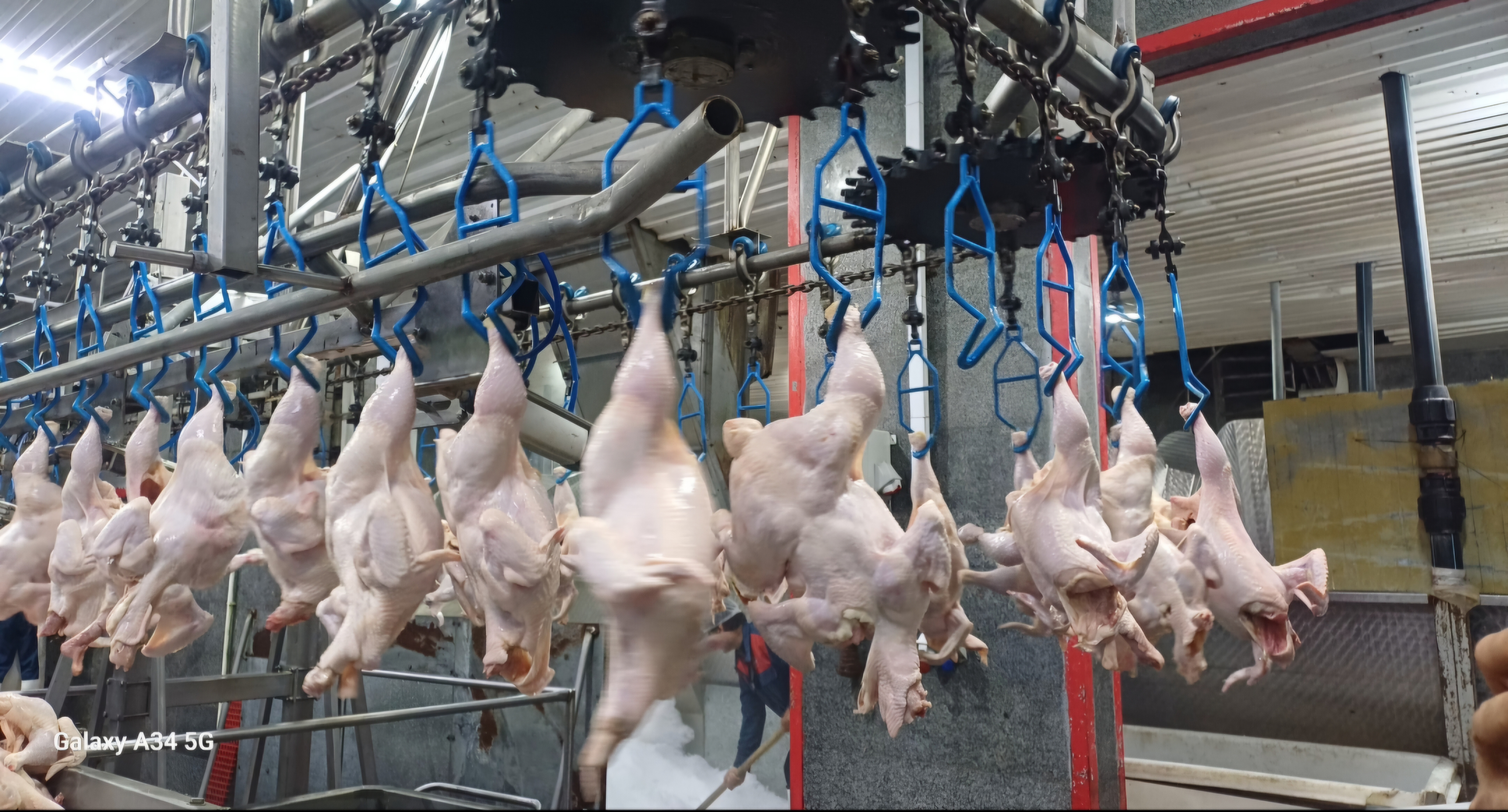 تحول اساسی در نظارت شرعی و کاهش ۹۴ درصدی تلفات آبزیان در مازندران