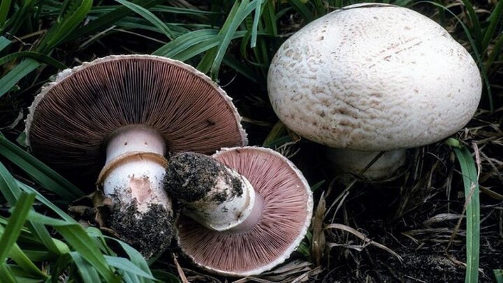 تشخیص قارچ سمی از خوراکی ممکن نیست؛ از مصرف قارچ‌های خودرو پرهیز کنید