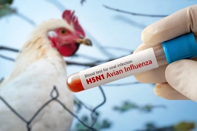تائید شیوع آنفلوانزای پرندگان نوع H5N1 در شمال ایران