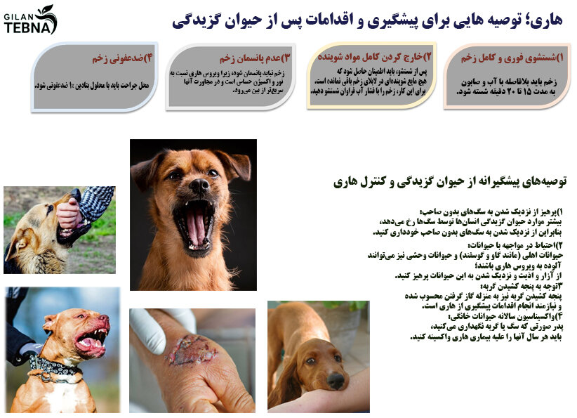 هاری ؛ توصیه‌هایی برای پیشگیری و اقدامات پس از حیوان گزیدگی