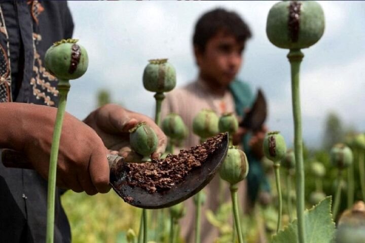 کشت خشخاش دارویی برای تأمین نیاز کشور ضروری است کشت خشخاش دارویی برای تأمین نیاز کشور ضروری است