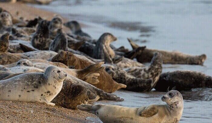 هشدار دوباره درباره انقراض فوک خزری؛ کشف لاشه‌ای دیگر در سنگاچین
