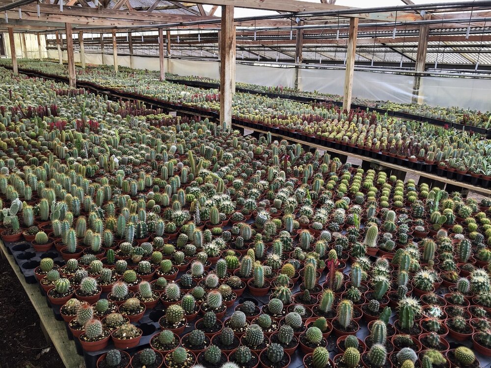 گلخانه کاکتوس