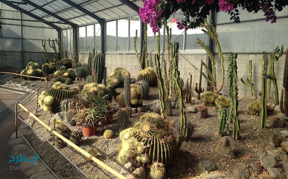 کاکتوس و ساکولنت