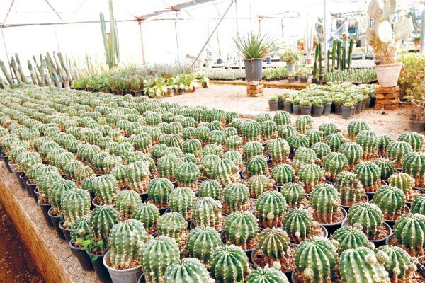 کاکتوس و ساکولنت؛ دنیایی از تنوع در دل طبیعت مقاوم