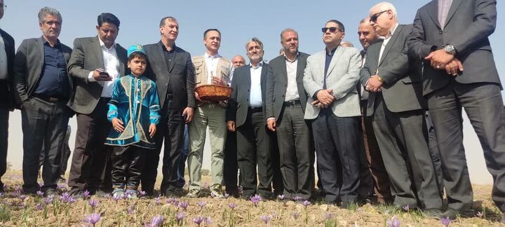جشن برداشت زعفران از ۲۷۰۰ هکتار اراضی فریمان با حضور مسئولان ملی و بین‌المللی برگزار شد