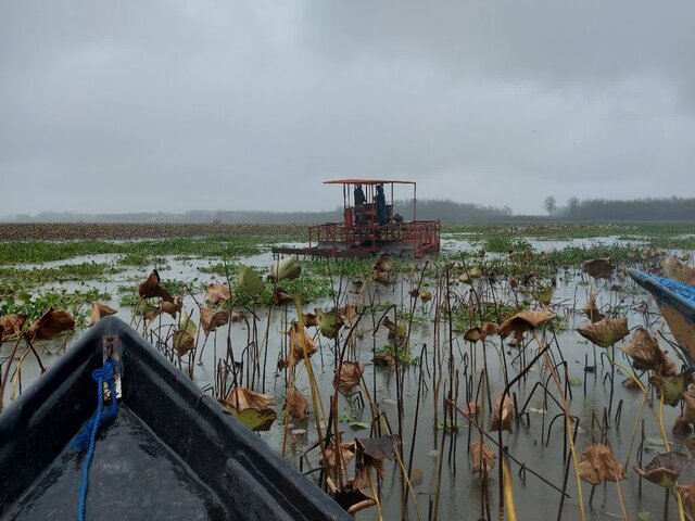 تالاب انزلی نفسی تازه کرد؛ پاکسازی سنبل آبی با مشارکت مردمی