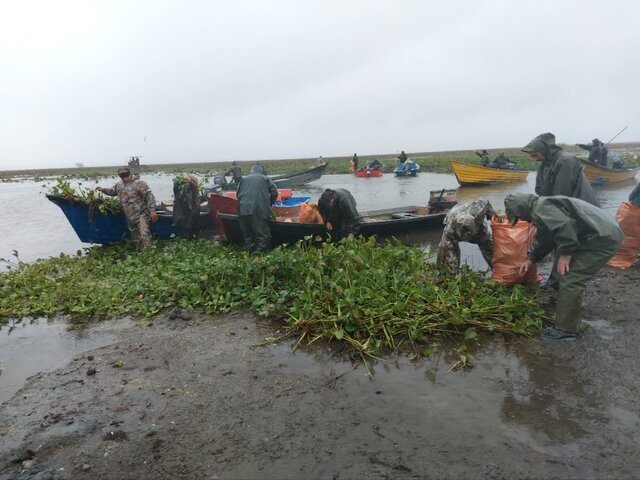 تالاب انزلی نفسی تازه کرد؛ پاکسازی سنبل آبی با مشارکت مردمی