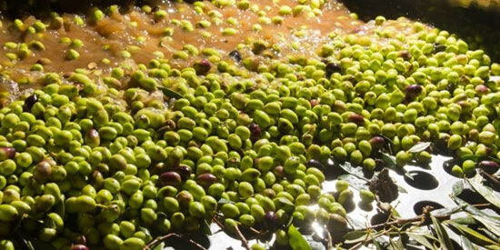 بحران زیست‌محیطی رودبار؛ تهدید پنهان سلامت شهروندان زیر سایه پساب زیتون