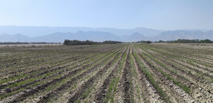 کشت گندم در لامرد انجام شد