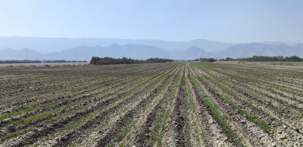 کشت گندم در لامرد انجام شد