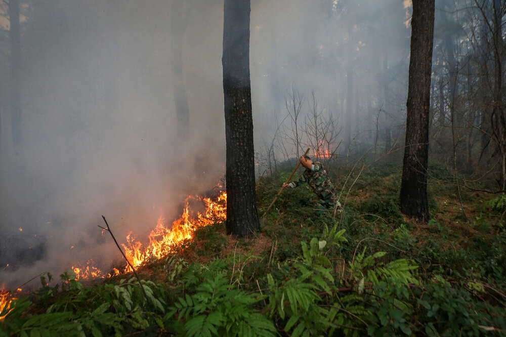 زخم آتش بر تن سبز شاندرمن ماسال