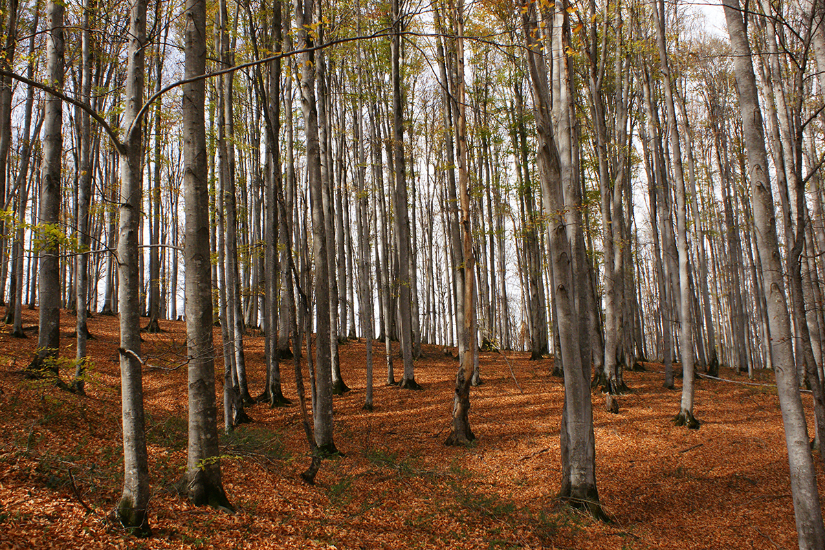 پاییز جنگل راش