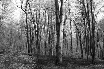 پاييز جنگل راش