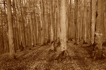 پاييز جنگل راش