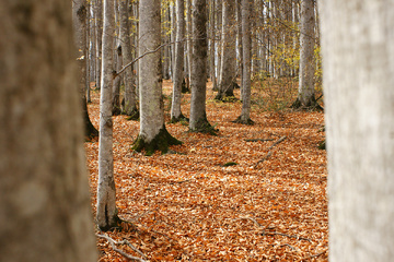 پاييز جنگل راش