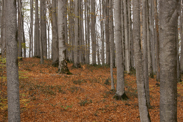 پاييز جنگل راش