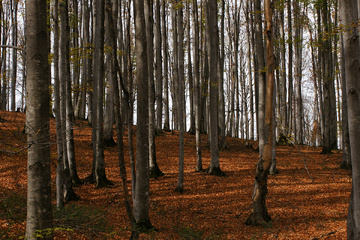 پاييز جنگل راش