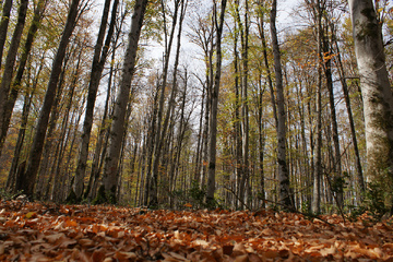 پاييز جنگل راش