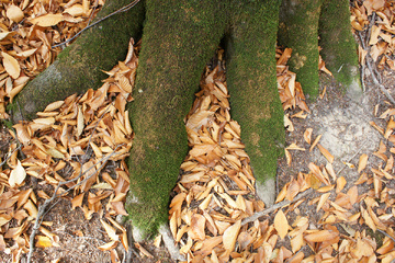 پاييز جنگل راش