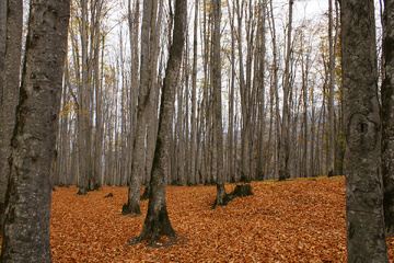 پاييز جنگل راش