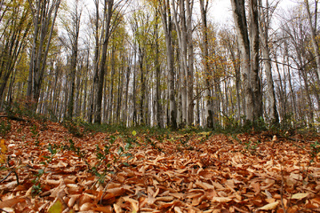 پاييز جنگل راش