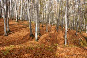 پاييز جنگل راش