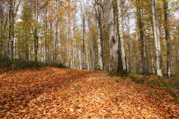 پاييز جنگل راش