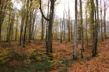 پاييز جنگل راش