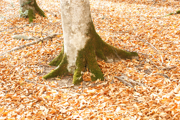 پاييز جنگل راش