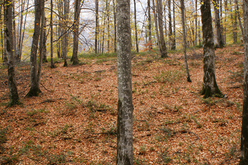 پاييز جنگل راش