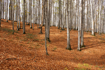 پاييز جنگل راش