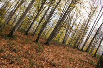 پاييز جنگل راش