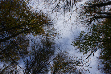 پاييز جنگل راش