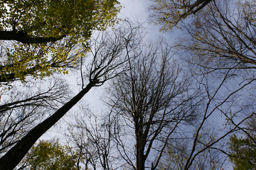 پاييز جنگل راش