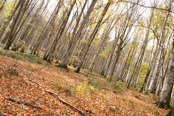 پاييز جنگل راش