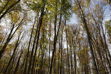 پاييز جنگل راش