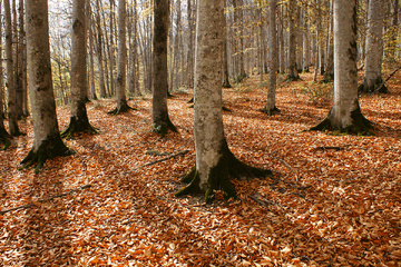 پاييز جنگل راش